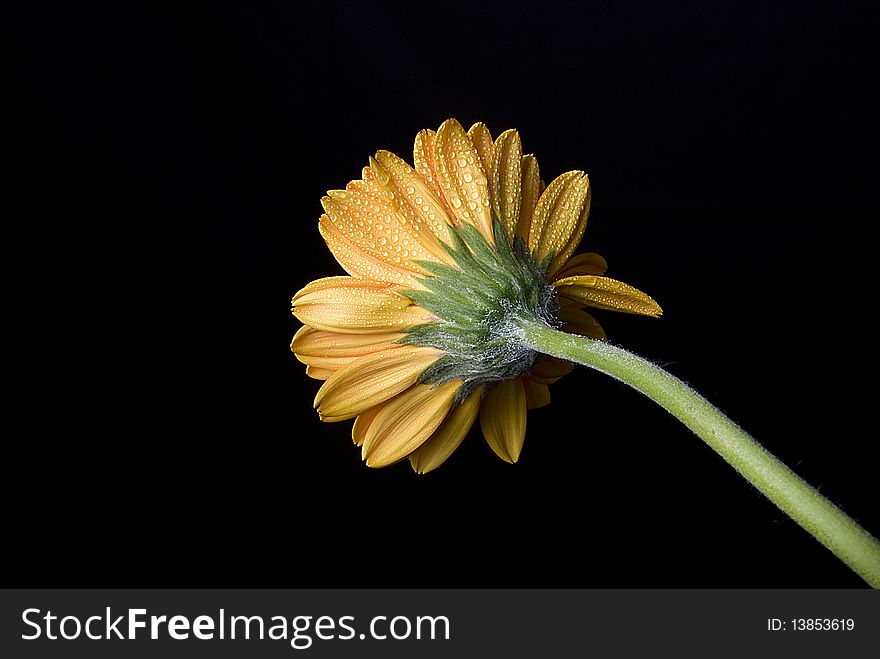 An isolated Gerbera daisy for spring. An isolated Gerbera daisy for spring