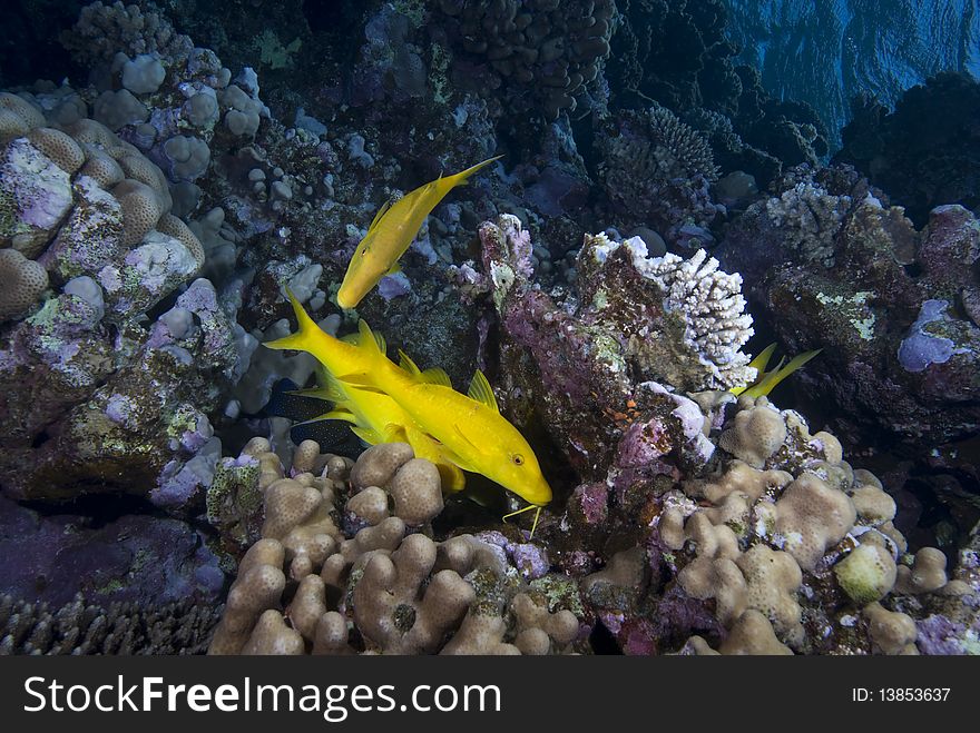 A small school of Yellowsaddle goatfish (Parupeneus cyclostomus) over a hard coral reef. Red Sea, Egypt. A small school of Yellowsaddle goatfish (Parupeneus cyclostomus) over a hard coral reef. Red Sea, Egypt.