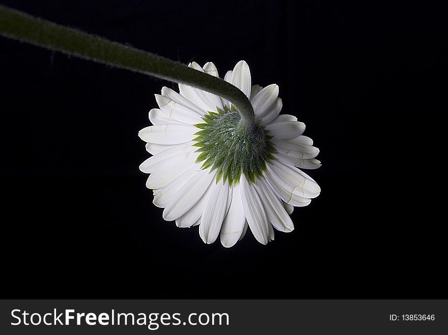 White daisy on black