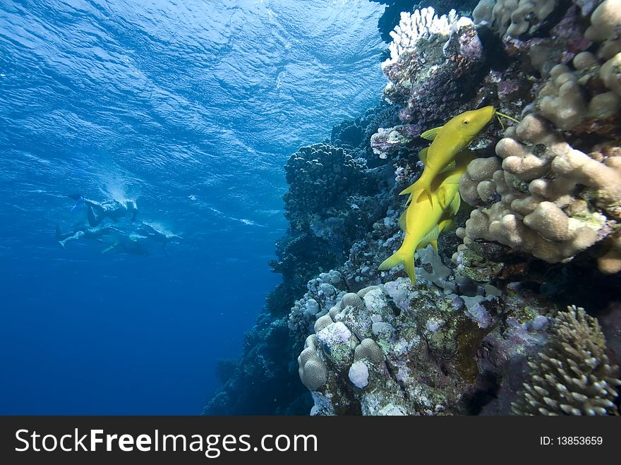 Coral Reef and snorkellers in a cyrstal clear tropical sea. Red Sea, Egypt. Coral Reef and snorkellers in a cyrstal clear tropical sea. Red Sea, Egypt.