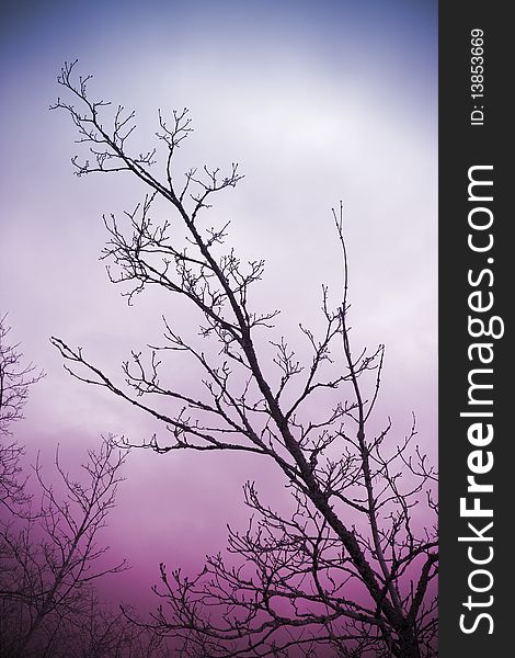 Silhouetted bare tree branches with purple hued cloudscape in background. Silhouetted bare tree branches with purple hued cloudscape in background.