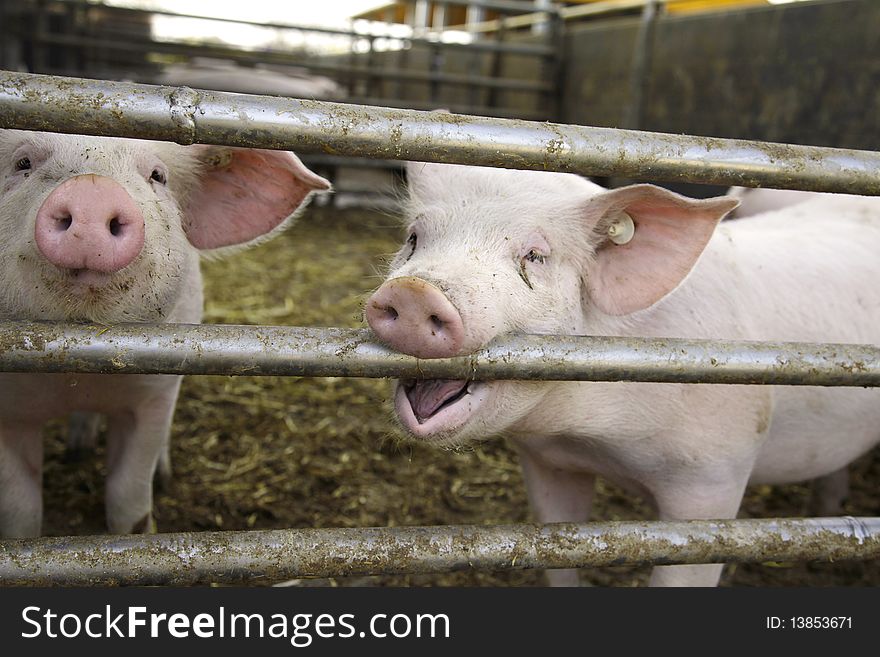 curious pigs on an eco farm waiting for food, focus on nose of both pigs