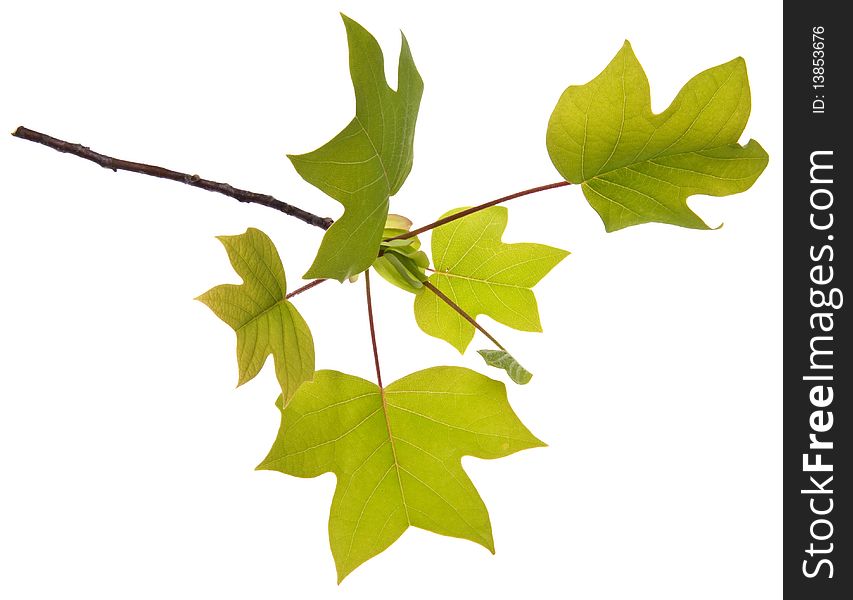 Fresh spring leaves represent new life isolated on white. Fresh spring leaves represent new life isolated on white.