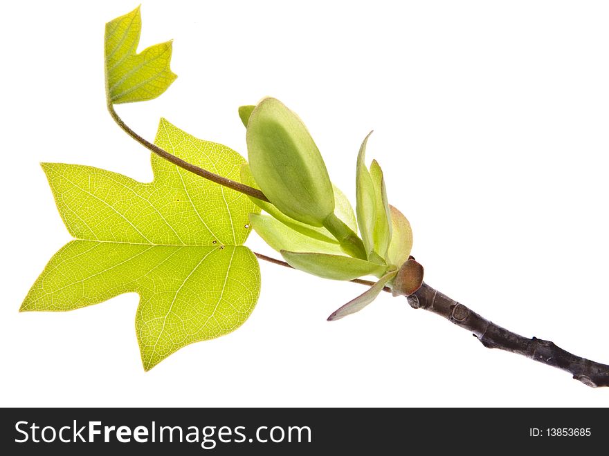 Fresh spring leaves represent new life isolated on white. Fresh spring leaves represent new life isolated on white.