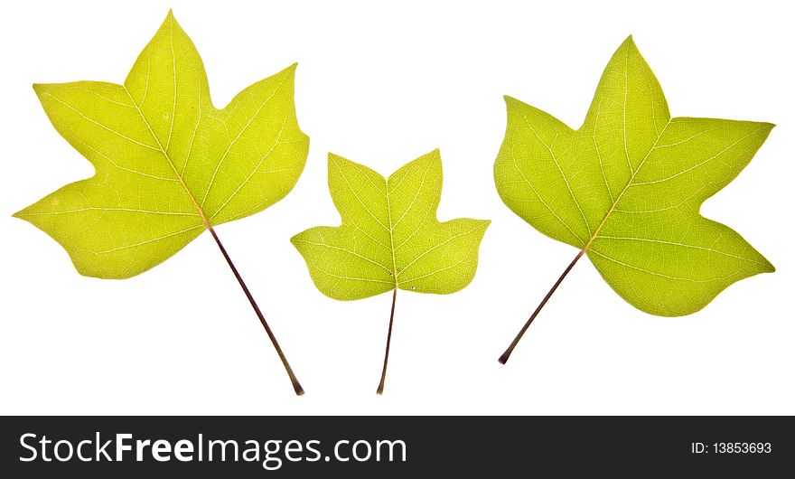 Fresh spring leaves represent new life isolated on white.  The trio of leaves could also work for a family themed image. Fresh spring leaves represent new life isolated on white.  The trio of leaves could also work for a family themed image.