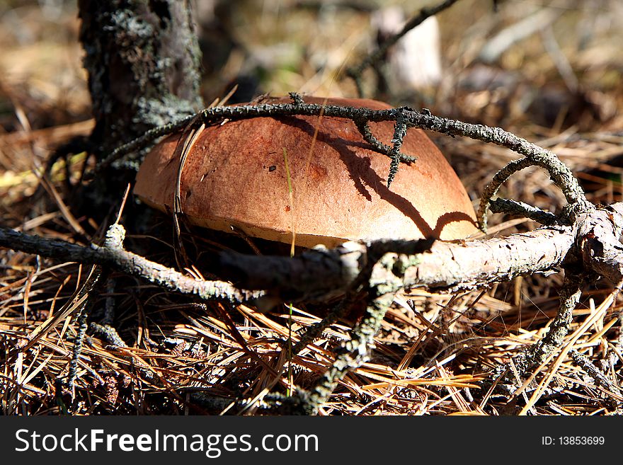 A mushroom growing in the forest. A mushroom growing in the forest