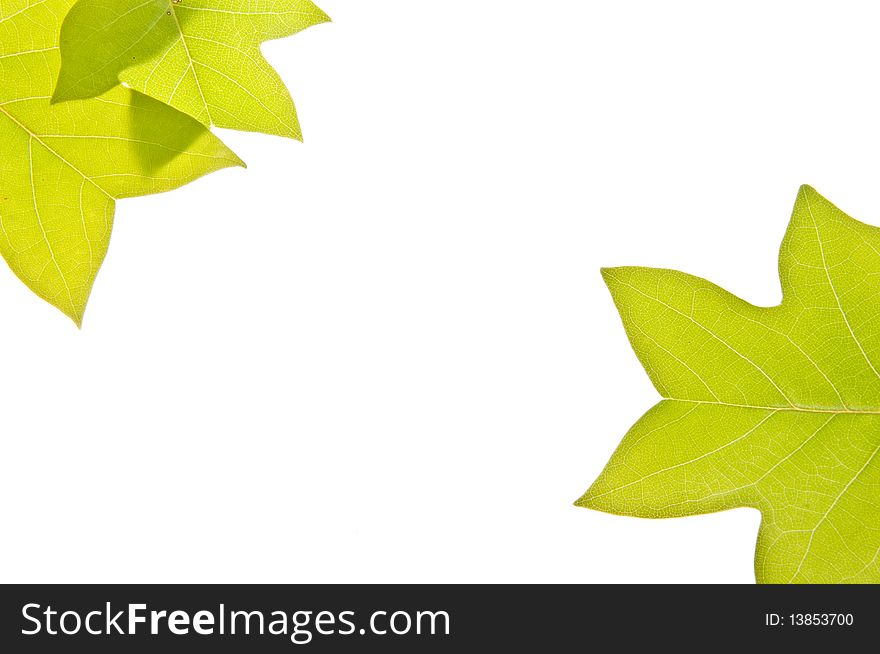 Fresh spring leaves represent new life isolated on white. Fresh spring leaves represent new life isolated on white.