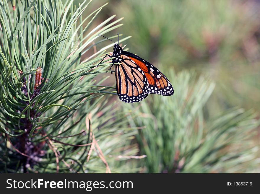 Monarch butterfly on a pine tree