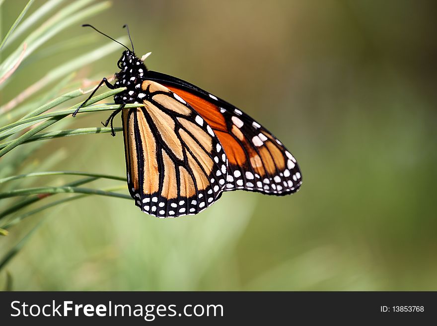 Monarch butterfly on a pine tree