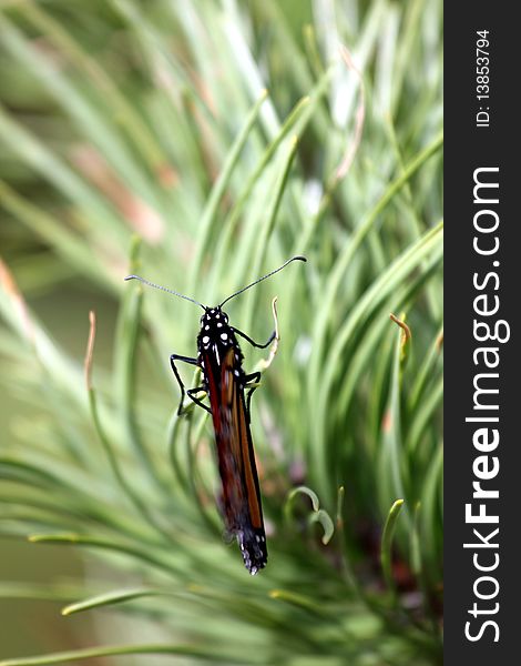 Monarch butterfly on a pine tree  with closed wings