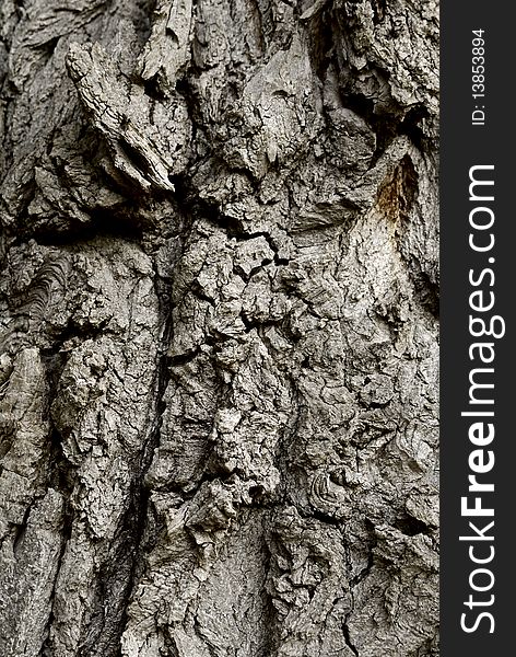 Rough-textured bark of a poplar. Rough-textured bark of a poplar