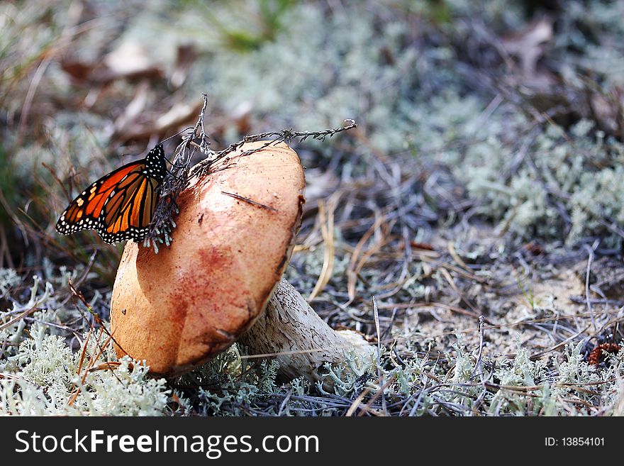 Mushroom with butterfly