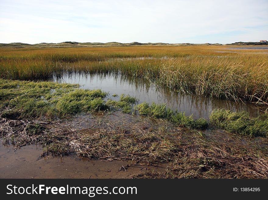 Bog next to the ocean in Wellfleet. Bog next to the ocean in Wellfleet