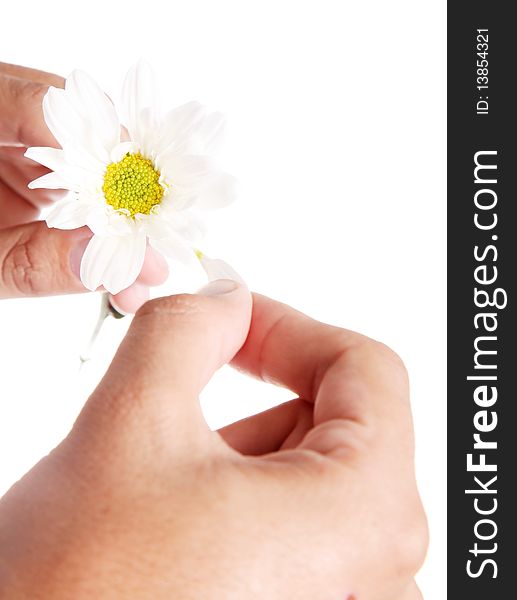 Hand cutting petals of a white flower,. Hand cutting petals of a white flower,