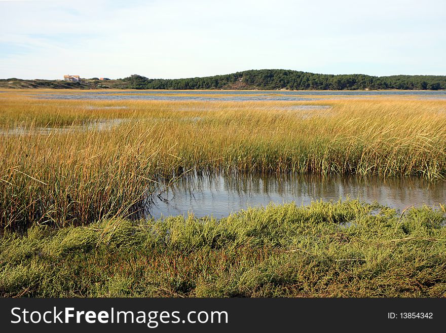 Bog next to the ocean in Wellfleet. Bog next to the ocean in Wellfleet