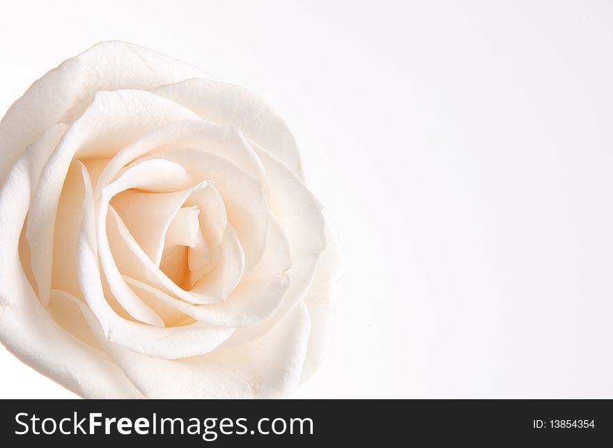Beauty white rose over empty background. Petals. Beauty white rose over empty background. Petals