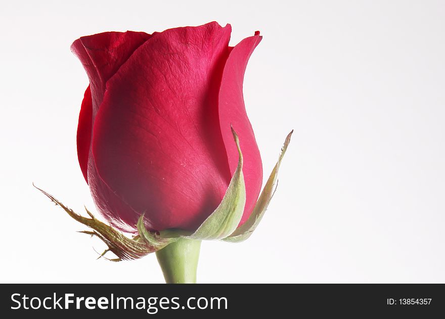 Red rose over white background. Nature image. Red rose over white background. Nature image