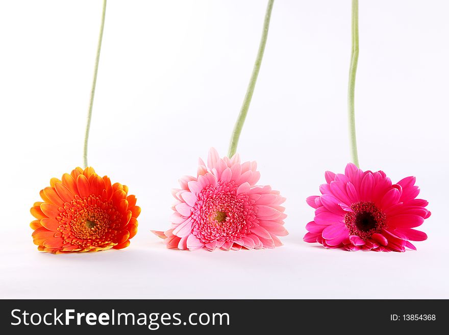 Pink, fuchsia and orange flowers over white background. Stem and petals. Pink, fuchsia and orange flowers over white background. Stem and petals