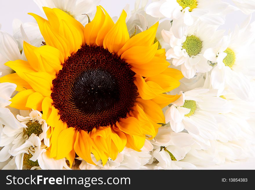 Sunflower among white flowers. Overhead view