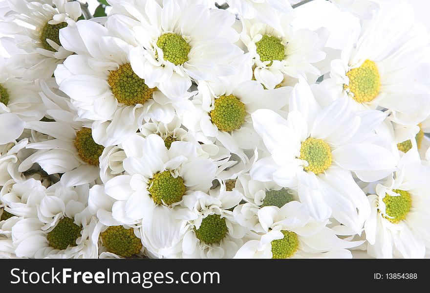 White and green flower background. Nature image. White and green flower background. Nature image