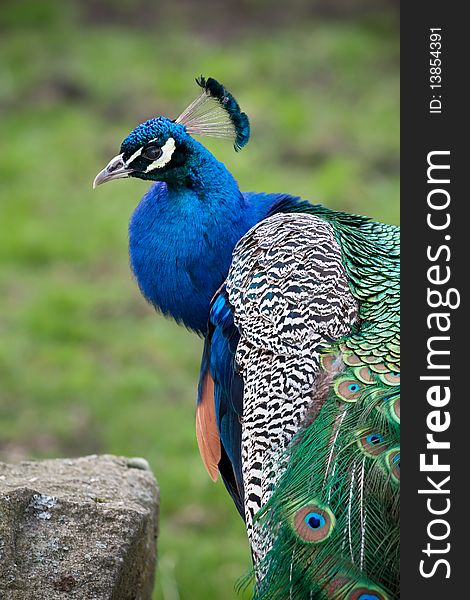 Beautiful peacock in the park