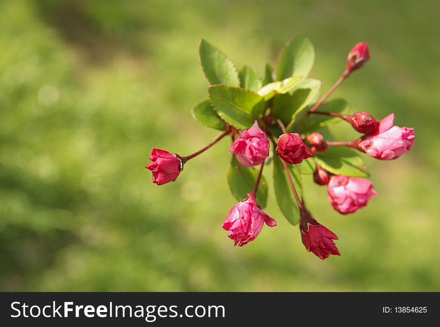 Pink flowers and buds on a green grass background