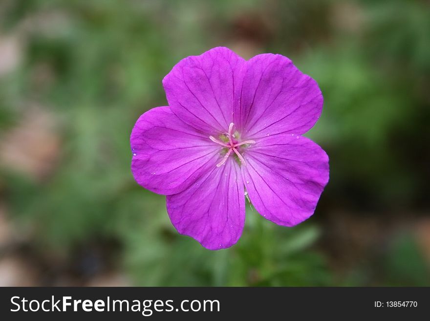 A pink flower is on green backround. A pink flower is on green backround.