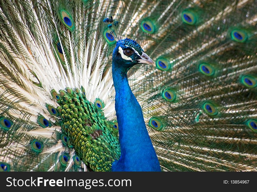 Blue and green peacock in national zoo, washington dc