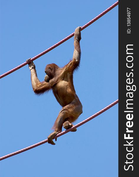 Orangutan Climbing On A Cable