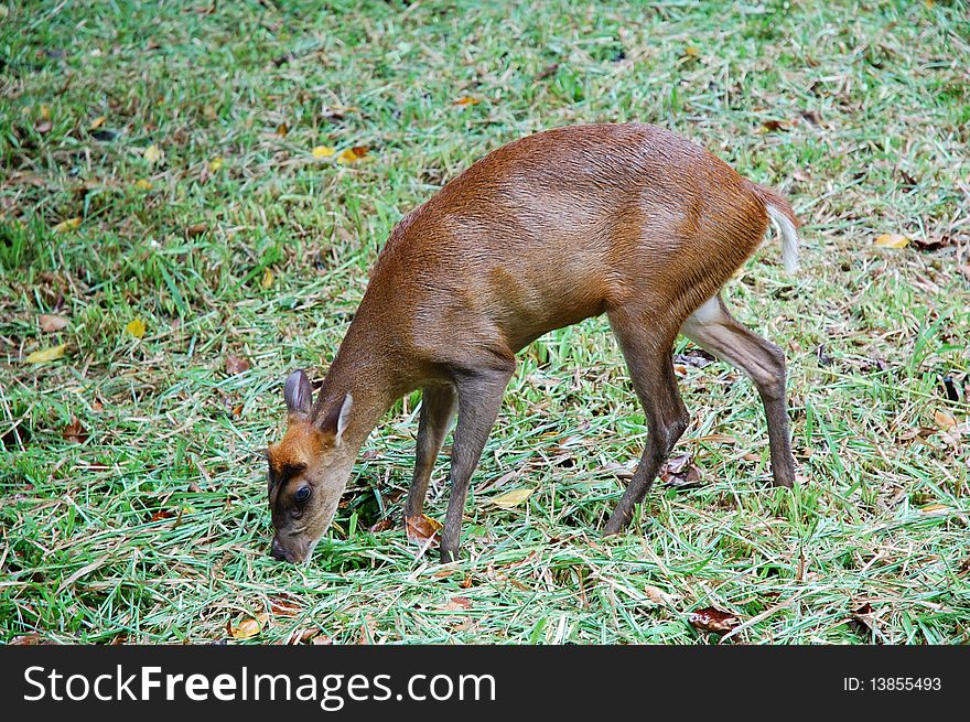 A deer eat grass at the field