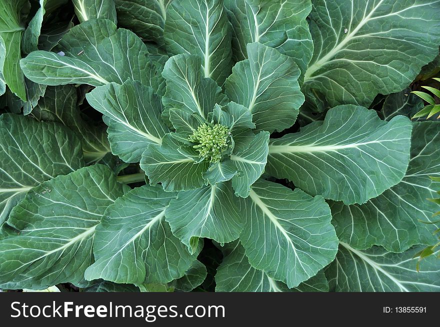Fresh green leaves of cabbage. Fresh green leaves of cabbage