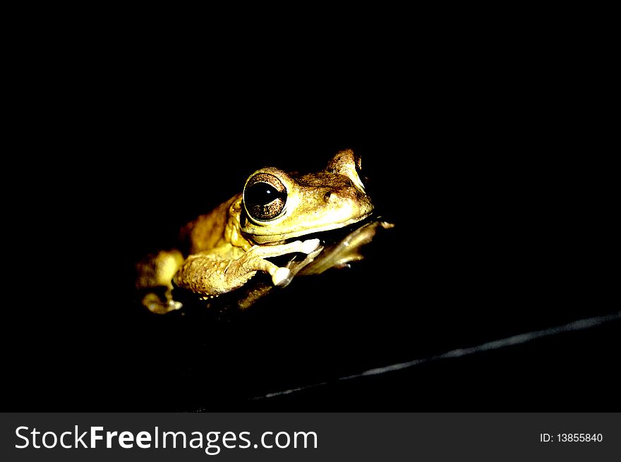 Frog Reflected looking at the camera. Frog Reflected looking at the camera.