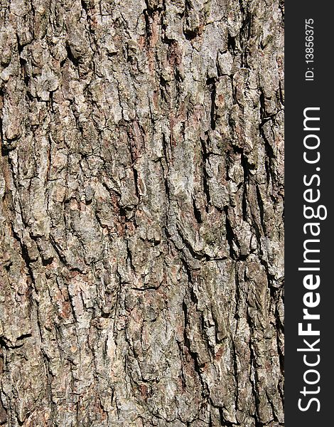 Closeup of tree bark provides an abstract background. Closeup of tree bark provides an abstract background