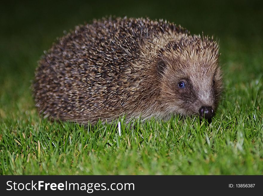 A nocturnal Hedgehog foraging for food. A nocturnal Hedgehog foraging for food