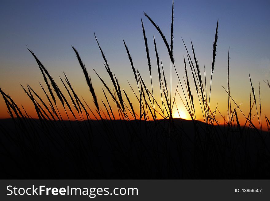 Black silhouettes of the spikes at sunset. Black silhouettes of the spikes at sunset