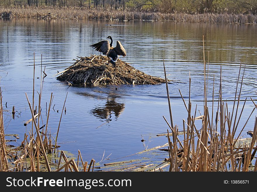 Canada Goose strutting atop a Muskrat Lodge on the Ice Age Trail in Wisconsin