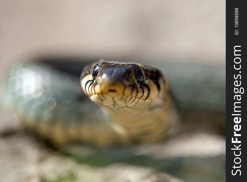 The grass snake, a european non-venomous snake