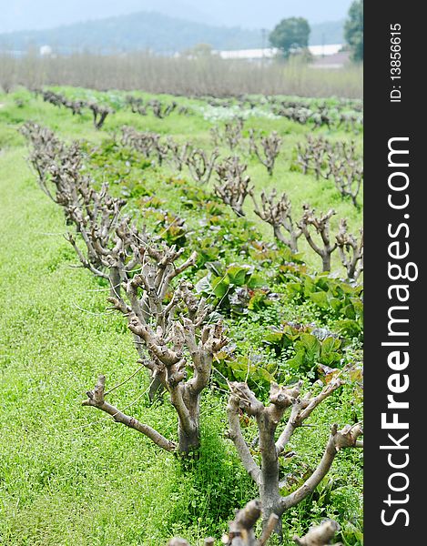 White mulberry, the green leaves for feeding silkworm