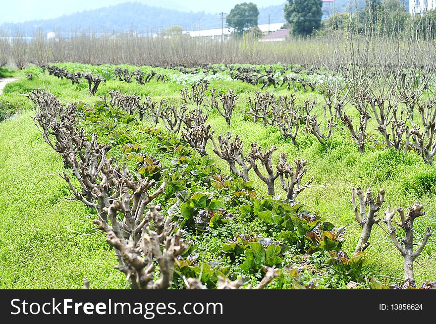 White mulberry, the green leaves for feeding silkworm