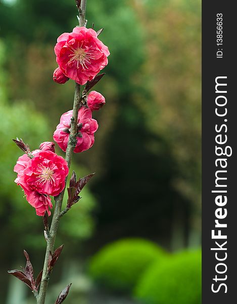 The beautiful peach blossom in the garden