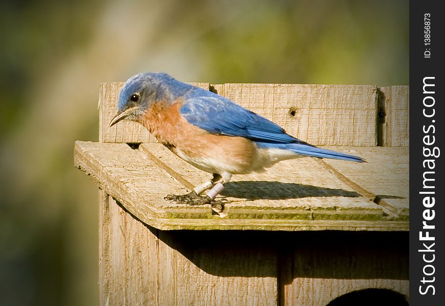 Male Eastern Bluebird in Auburn University Arboretum in the Early Spring Auburn, Alabama (Sialia sialis)). Male Eastern Bluebird in Auburn University Arboretum in the Early Spring Auburn, Alabama (Sialia sialis))