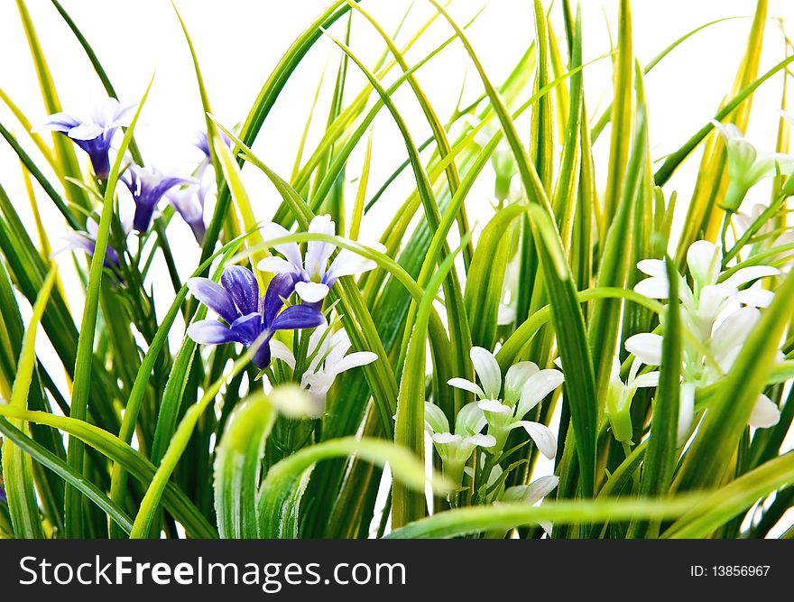 Grass And Flowers