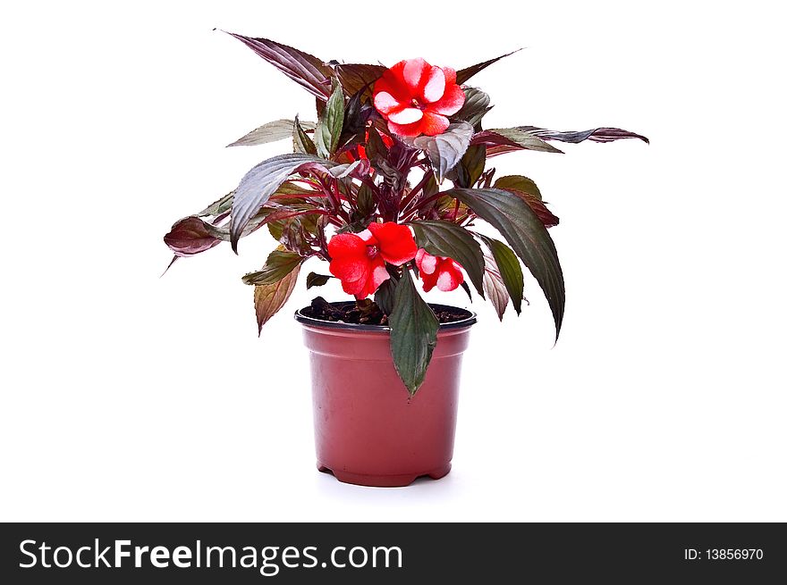 Red flower in flowerpot. Isolated on white