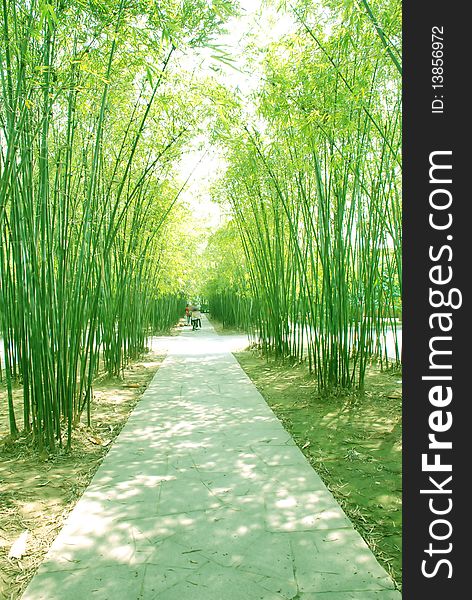 Bamboo shade footpath