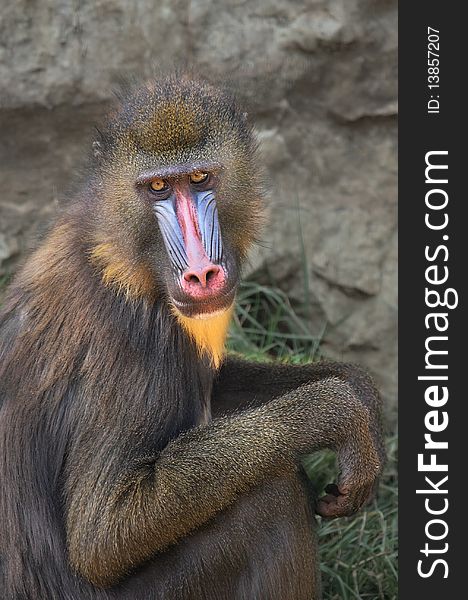 Vertical oriented capture of Mandrill in the zoo.