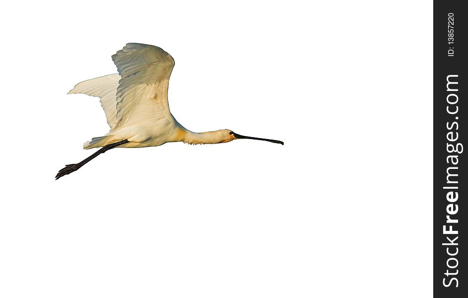 Spoonbill in Flight, isolated on white