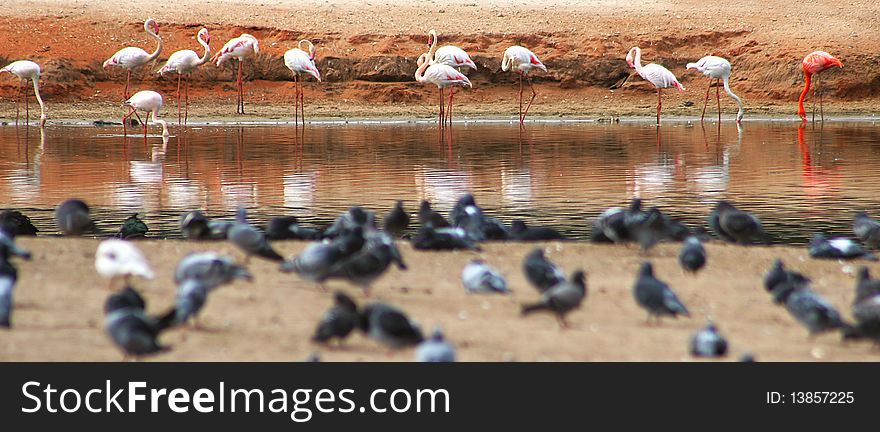 Flamingo On The Pond (panoramic).
