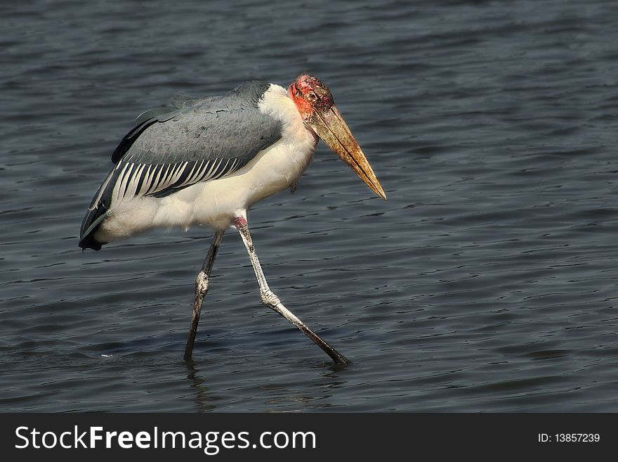 Marabou stork in the lake at Safari park in Ramat Gan, Israel. Marabou stork in the lake at Safari park in Ramat Gan, Israel.