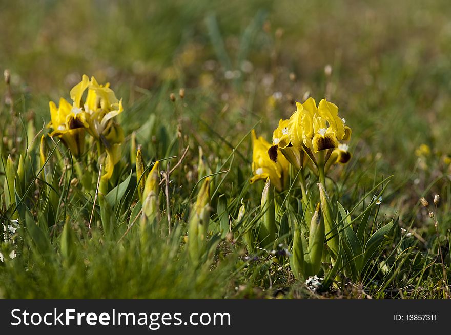 Yellow Dwarf Iris (Iris pumila)