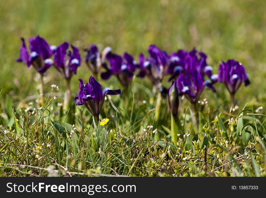 Violet Dwarf Iris (iris pumila)